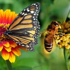How do bees and butterflies help flowers. Wild March Winds And Gentle April Showers Eventually Help May Flowers To Grow In Our Gardens So Where Are The Bees And Butterflies Mantra Lingua Uk