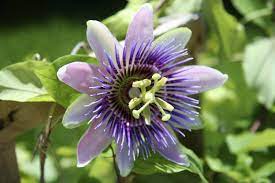 This south american beauty needs a winter rest. Tips Information About Passion Flower Gardening Know How