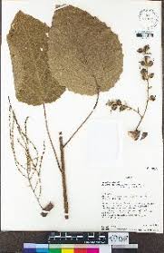 Image result for Alchornea cordifolia