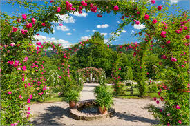 Victoria state rose garden, werribee south, victoria, australia. Rose Garden In Summer Posters And Prints Posterlounge Com