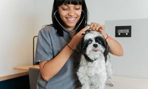 Which medications treat eye infections in cats? What Is Cherry Eye In Dogs Cats Bond Vet