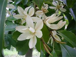 Image result for Mechowia grandiflora