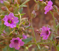 Image result for Mirabilis