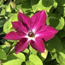 Клематис махровый фиолетовый вывьян пеннелл (vyvyan pennell) (контейнер p9) ✅интернет магазин, семян, саженцев, луковиц, клубней и рассады ✅доставка по москве. Clematis Vyvyan Pennell Buy Clematis Perennials Online