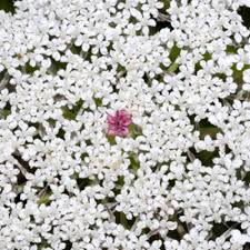 Image result for Agrocharis pedunculata