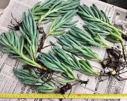 Image result for tbn:HNtrRnQBmFuaxM::www.bluechopsticks.com/img_large/800CC_0805S1015.jpg