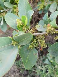 Image result for Searsia natalensis