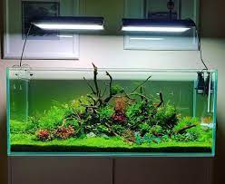 Pin On Aquarium Ideas