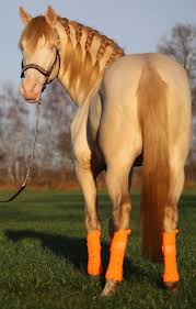 verkaufspferde horses for sale pferde frisuren pferde schone pferde