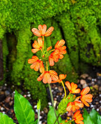 Image result for Crossandra nilotica