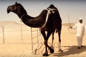 They have a thick coat of hair that protects them from the sun. How Do Camel Store Water And Survive In Desert Some Interesting Facts