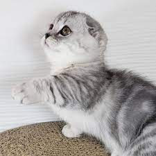 Finest munchkin kittens for sale from reputable breeders. Munchkin For Sale In Los Angeles 29 Petzlover