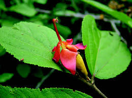 Image result for Helicteres