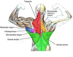 Apr 12, 2018 · the back anatomy includes some of the most massive and functionally important muscles in the human body. Anatomy Of The Back Muscles Fit People