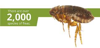 Baking soda kills fleas by dehydrating them. How To Get Rid Of Fleas