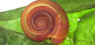Snail genome provides clues to controlling devastating disease ...
