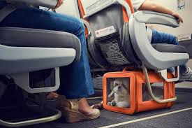 We did not find results for: Traveling With Pets Cats And Dogs Brol Com