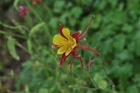 The nodding flowers rise on slender stems. Mckana Hybrid Columbine