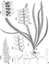 Image result for Zygophlebia