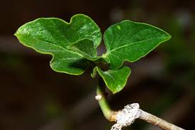 Image result for Commicarpus plumbagineus