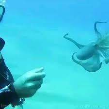 Pin By Rachel Niedermeyer On Animal Lover Unity Video Cute Funny Animals Cute Animals Cute Baby Animals