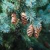 Eastern white pine tree pictures. 1