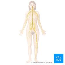 The spinal cord is the main transportation hub of the body's central nervous system, carrying signals from the brain to nerves throughout the body. Peripheral Nervous System Anatomy Divisions Functions Kenhub