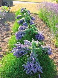 It is hardy from zone 4 to 8, as other hardy lavenders but it has the best traits of both french and english lavenders. Https Extension Colostate Edu Docs Pubs Garden 07245 Pdf