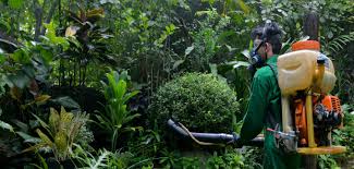 Take a solution (1 part boric acid and 10 part sugar mixed well) and form a paste or a tablet and place them. Pest Control Services In Manila Philippines