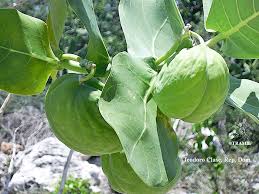 Image result for Carapa procera