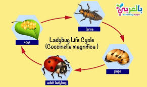 Plant Life Cycle Diagram For Kids Science Posters بالعربي نتعلم In 2020 Plant Life Cycle Animal Life Cycles Biology For Kids