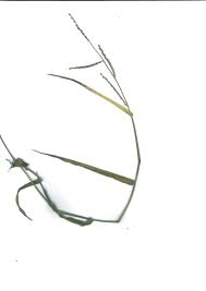 Image result for Urochloa semiundulata
