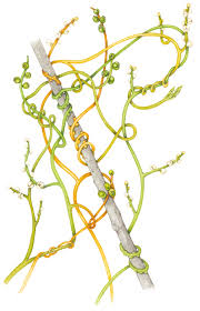 Image result for Cassytha filiformis