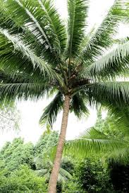 Image result for Cocos nucifera