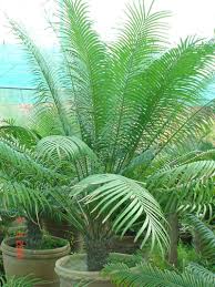 Image result for Cycas thouarsii