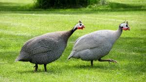 Jordan vs vietnam match betting. 12 Things About Guinea Fowl I Wish Someone Had Told Me