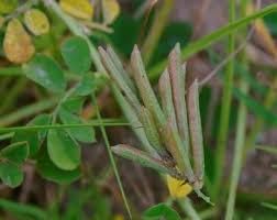 Image result for Indigofera spicata