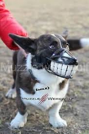 Funny Muzzles For Dogs Goldenacresdogs Com