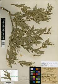 Image result for Buxus acutata