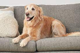 What Does Whale Eye Mean In Dog Body Language