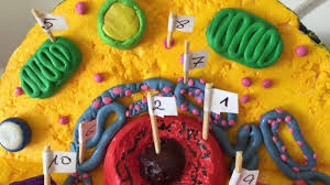 Autophagosome, when cell removes unnecessary or dysfunctional cell organelles by digesting we have used old thermocol to complete this animal cell model 3d ( diy animal cell model 3d project ). How To Make Animal Cell Model By Biomedical Art