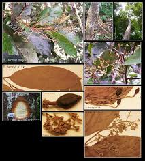 Image result for Cryptocarya