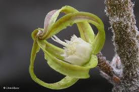 Image result for Cibirhiza