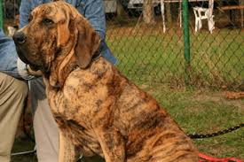 É um cachorro de porte médio, não costuma passar dos 60 centímetros de altura. Cachorro Fila Brasileiro Cachorro Do Brasil Cao De Guarda Brasileiro