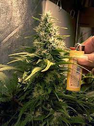 Notice how i panted my black pot with white paint. What To Expect During The Cannabis Flowering Stage Grow Weed Easy