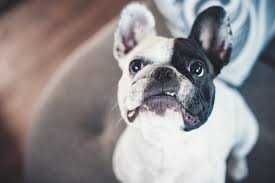 We did not find results for: Dog Anxiety Symptoms And How To Calm Down