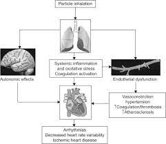 Environmental Toxins And The Heart Sciencedirect