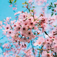 Bunga sakura adalah bunga nasional bagi negara jepang. Selain Jepang Kamu Bisa Melihat Bunga Sakura Mekar Di 13 Negara Ini