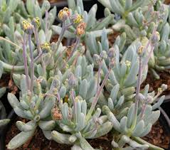 Image result for Senecio hochstetteri