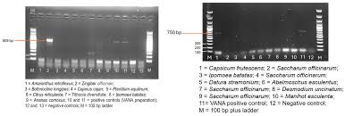 Image result for Bothriocline longipes